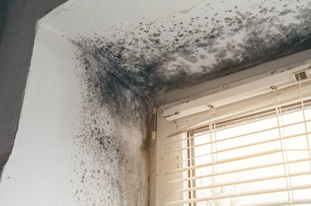 Affordable Mold Removal solutions in Blain, PA